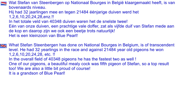 Wat Stefan van Steenbergen op Nationaal Bourges in België klaargemaakt heeft, is van bovenaards niveau. Hij had 32 jaarlingen mee en tegen 21484 éénjarige duiven werd het 1,2,6,10,20,24,28,enz.!! In het totale veld van 40348 duiven waren het de snelste twee!  Eén van onze duiven, een prachtige vale doffer, zat als vijfde duif van Stefan mede aan de kop en daarop zijn we ook een beetje trots natuurlijk!  Het is een kleinzoon van Blue Pearl!  What Stefan Steenbergen has done on National Bourges in Belgium, is of transcendent level. He had 32 yearlings in the race and against 21484 year old pigeons he won 1,2,6,10,20,24,28, etc. !! In the overall field of 40348 pigeons he has the fastest two as well ! One of our pigeons, a beautiful mealy cock was fifth pigeon of Stefan, so a top result too! We are also a little bit proud of course! It is a grandson of Blue Pearl!